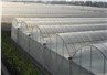 vegetable multi pan green house